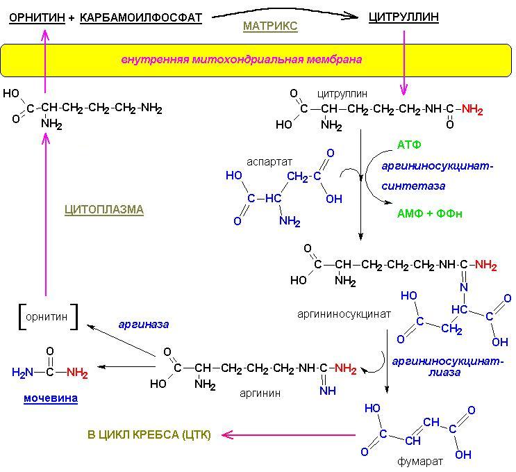 Происходят циклические реакции. Карбамоилфосфат орнитин. Синтез карбамоилфосфата. Метаболиты синтеза карбамоилфосфата. Синтез цитруллина из карбамоилфосфата и орнитина.