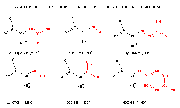 Классификация аминокислот в соответствии со свойствами бокового радикала