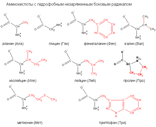 Классификация аминокислот в соответствии со свойствами бокового радикала