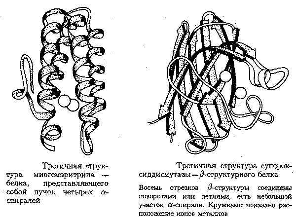 Установи рисунок на котором представлена третичная структура белка